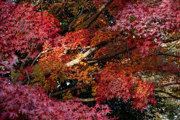 紅葉に包まれる秋のイメージ