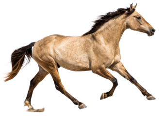 Majestic dun horse galloping powerfully across a studio background, capturing movement and grace for advertising and equine content creation.