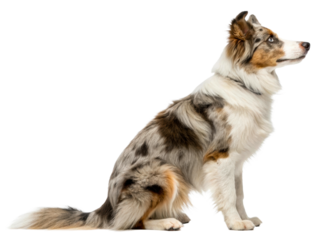 Majestic Australian Shepherd dog sitting attentively, looking to the side with alert expression, perfect for animal care, pet product, or behavioral training concepts.