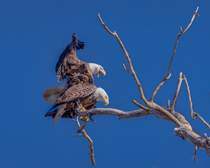 A pair of Bald Eagles in the act of mating.