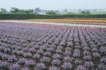 Close-up of Lavender background in Hokkaido Japan