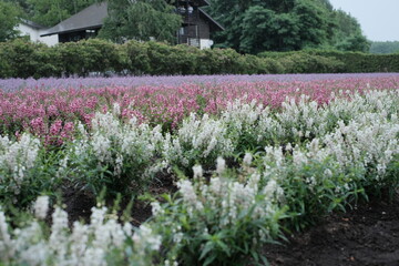 Close-up of Lavender background in Hokkaido Japan
