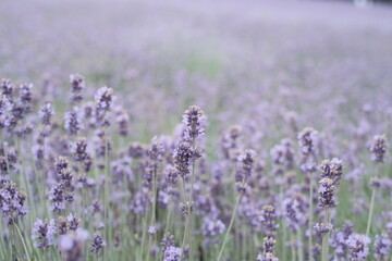 Close-up of Lavender background in Hokkaido Japan
