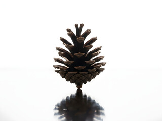 Single brown pinecone detailed texture isolated