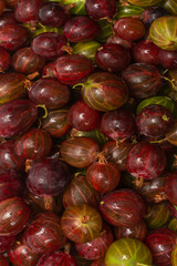 Gooseberry  as a background.