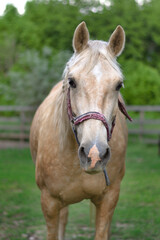 Obraz premium Curious Palomino Horse Headshot Standing in Green Field