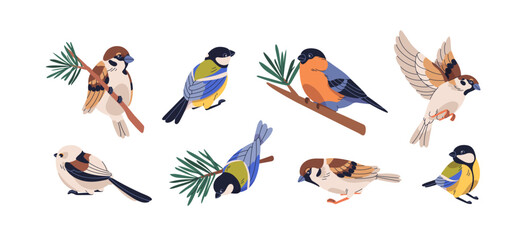 Birds species set. Sparrow, bullfinch, blue and long-tailed tit flying and perched on branches. Eurasian nature, forest fauna, little animals. Flat vector illustrations isolated on white background. © Good Studio