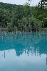 Biei Shirogane Blue Pond 青い池 Japan Hokkaido 