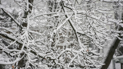Snow covers tree branches during winter season