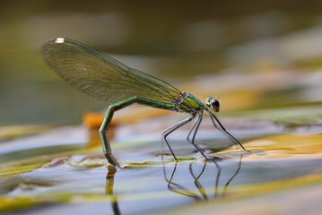 Banded demoiselle female, Calopteryx splendens, laying eggs in the river water
