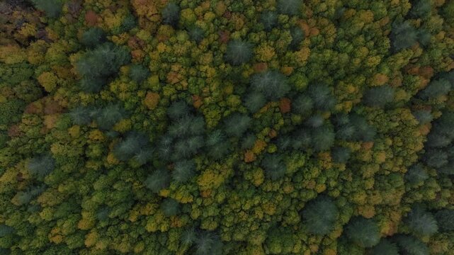Aerial view of a dense forest canopy, showcasing a vibrant mix of green, yellow, and orange hues, creating a tapestry of autumnal colors, Etna Nord, Sicilia, Italy.