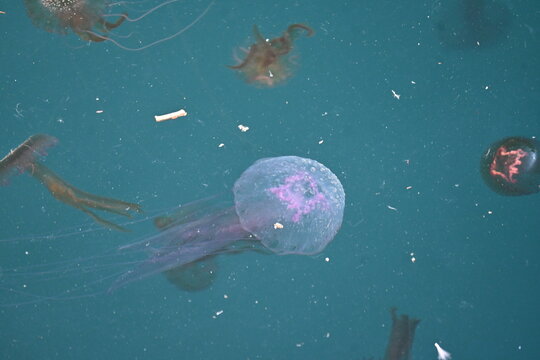 Purple jellyfish swimming in the Aegean sea near Evia island,Greece.