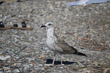 Obraz premium seagull on the beach