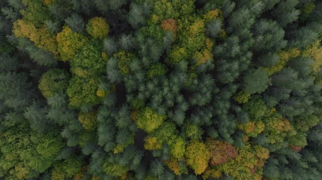Aerial view of a dense forest canopy displaying a palette of greens and yellows, creating a vibrant tapestry from above, Etna Nord, Sicilia, Italy.