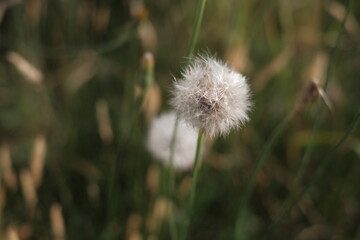 dandelion in the grass