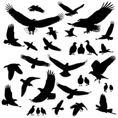 Obraz premium Black silhouettes of various birds in flight isolated on