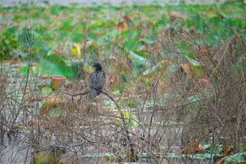 A Little Black Shag surveys the surroundings, in waterfowl park bueng boraphet Nakhon Sawan Province Thailand 