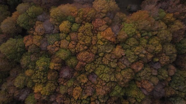 Aerial view of a colorful forest with trees displaying vibrant autumn foliage in shades of green, orange and brown, Lago Maulazzo, Messina, Italy.