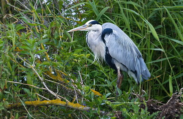 Graureiher bei der Jagd