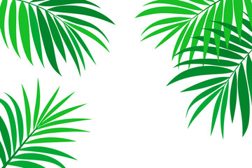 Fototapeta premium Tropical green palm leaves on white background illustration