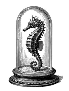 Vintage illustration isolated on white background