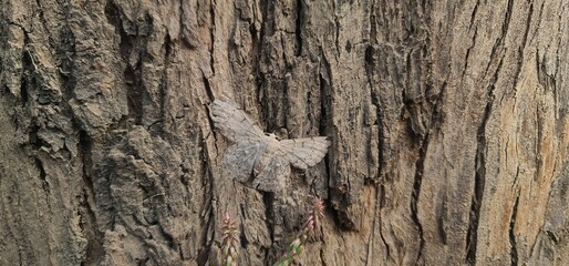 Peppered Moth Camouflaged on Tree Bark in Natural Habitat © sumit