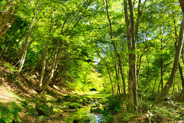 栃木県那須塩原市　自然豊かな那須塩原の森林風景と小川