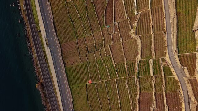 Aerial view of terraced vineyards with contrasting green and brown hues, bordered by a road and the dark blue water, Bourg-en-Lavaux, Vaud, Switzerland.