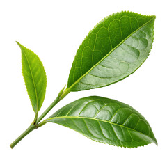 Obraz premium Fresh green tea leaves on a branch ready for harvest isolated on transparent background