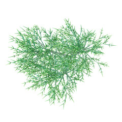 collection of African milk plant on transparent canvas from top view