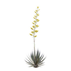collection of Agave angustifolia marginata plant on transparent canvas