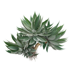 collection of Agave plant with realistic style