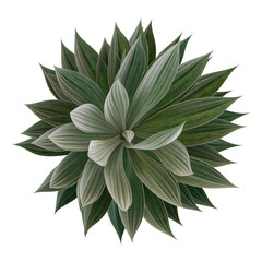 collection of Agave plant with realistic style from top view