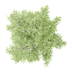 Obraz premium collection of Alnus sibirica plant on transparent canvas from top view