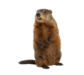 Alert Groundhog or Woodchuck standing on hind legs, isolated on white background