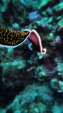 Gold dotted flatworm (Thysanozoon nigropapillosum) swimming through tı a coral reef. Taken in Sharm el Sheikh, Egypt.