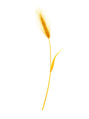 Golden ear isolated on white background