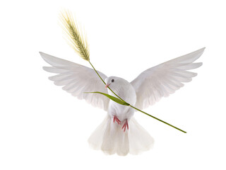 white dove with an ear of wheat in its beak is a symbol of peace and life. isolated on white background