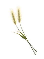 Obraz premium two barley ear isolated on white background