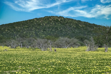 Namibia, landscape in Damaraland, yellow flowers