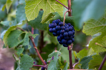 Epernay, Marne, Grand-Est, France, August, 28th, 2025, Champagne Area, Closeup photo showcasing grape ripeness and gloss, Detailed view of water droplets on purple grapes highlighting