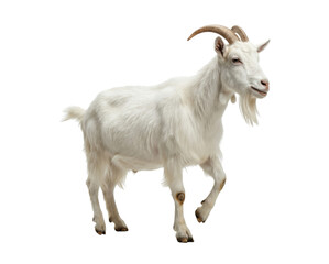 Obraz premium White goat with horns walking isolated on white background
