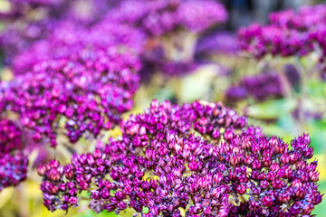 Fototapeta premium A view of a flower in the rose garden in Sangerhausen