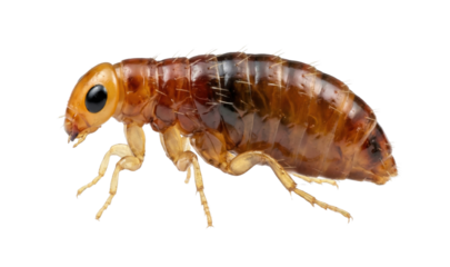 Close up of flea insect isolated on white background