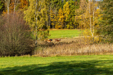 Pferde auf einer Koppel im Herbst