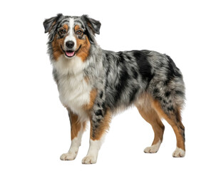 Standing Australian Shepherd dog on white background