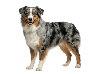 Standing Australian Shepherd dog on white background