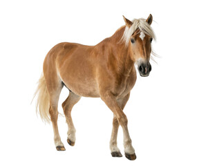 Fototapeta premium Brown Haflinger horse with blonde mane isolated on white background