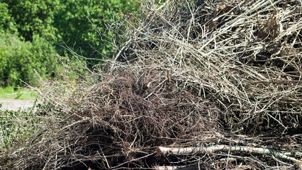 a mountain of cut branches, green trees in the background