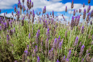 Lavender field in full bloom under blue sky on a sunny day
